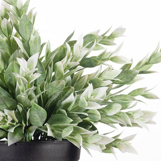 6 x Ruscus Bush in Pot, Green White 24cmw... (FI8337GW)