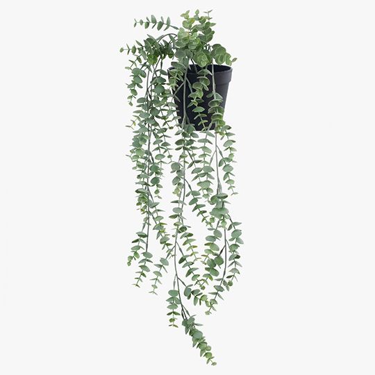 6 x Eucalyptus Hanging Bush in Pot, Grey Green 73cml (FI8342GY)