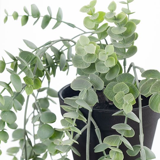 6 x Eucalyptus Hanging Bush in Pot, Grey Green 73cml (FI8342GY)