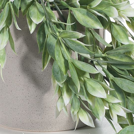 6 x Ruscus Hanging Bush in Pot, Green White 73cml (FI8347GW)