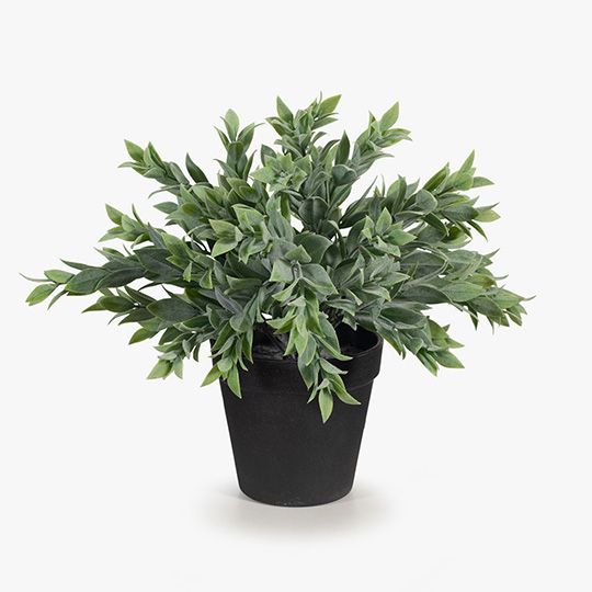 6 x Ruscus Bush in Pot, Grey Green 24cmw ... (FI8338GY)