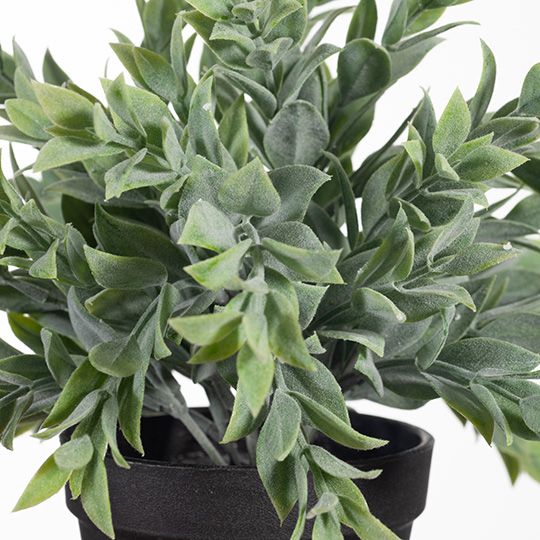 6 x Ruscus Bush in Pot, Grey Green 24cmw ... (FI8338GY)