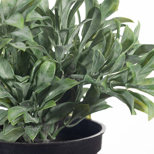 6 x Jade Bush in Pot, Grey Green 18cmh (FI8341GY)