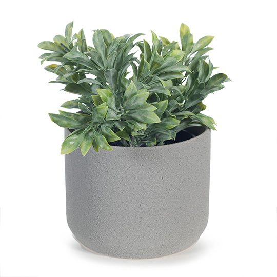 6 x Jade Bush in Pot, Grey Green 18cmh (FI8341GY)