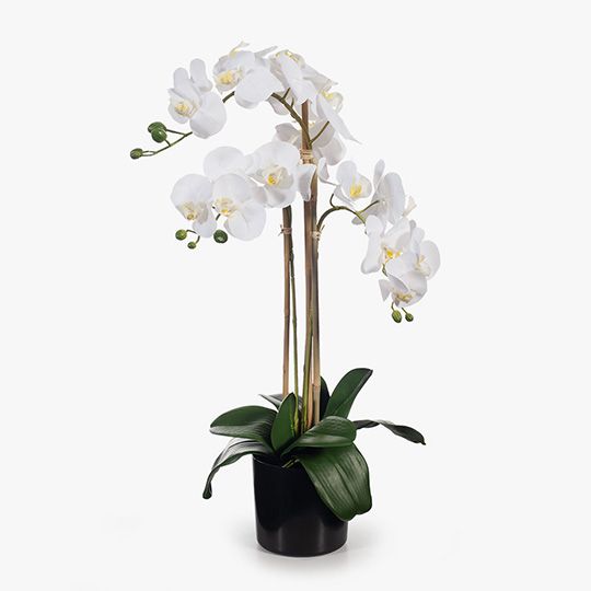 2 x Orchid Phalaenopsis in Pot White 61cmh (FI8356WH)