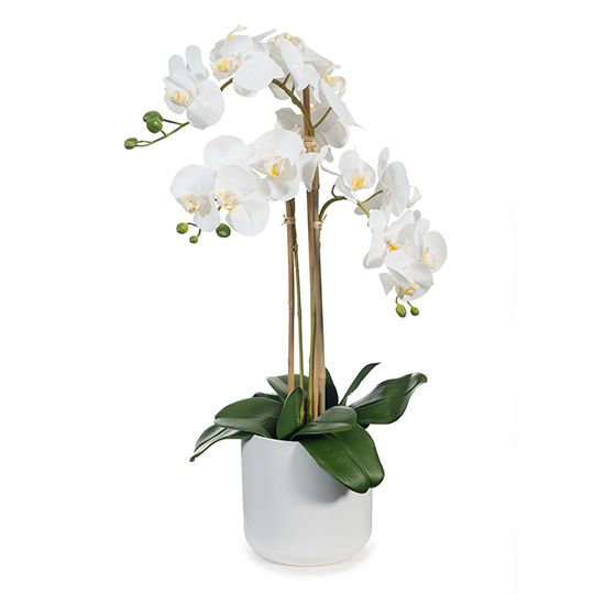 2 x Orchid Phalaenopsis in Pot White 61cmh (FI8356WH)