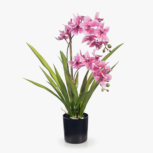 2 x Orchid Ascocenda in Pot Pink 48cmh (FI8358PK)