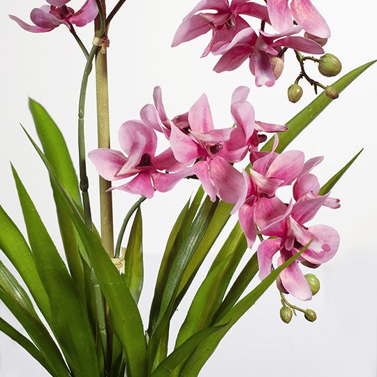 2 x Orchid Ascocenda in Pot Pink 48cmh (FI8358PK)