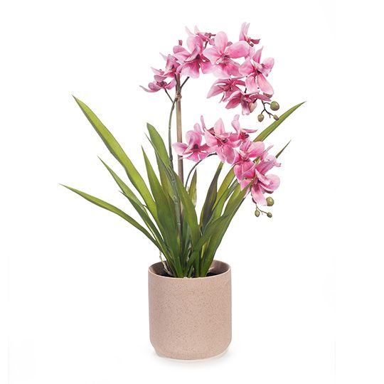 2 x Orchid Ascocenda in Pot Pink 48cmh (FI8358PK)