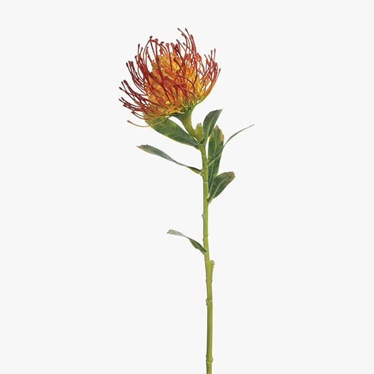 12 x Protea Leucospermum Burnt Orange 63cml (FI7680BO)