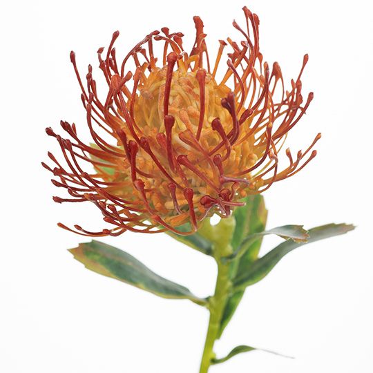 12 x Protea Leucospermum Burnt Orange 63cml (FI7680BO)