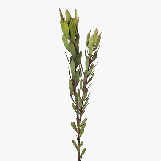 12 x Protea Leucadendron Green 81cml (FI8227GR)