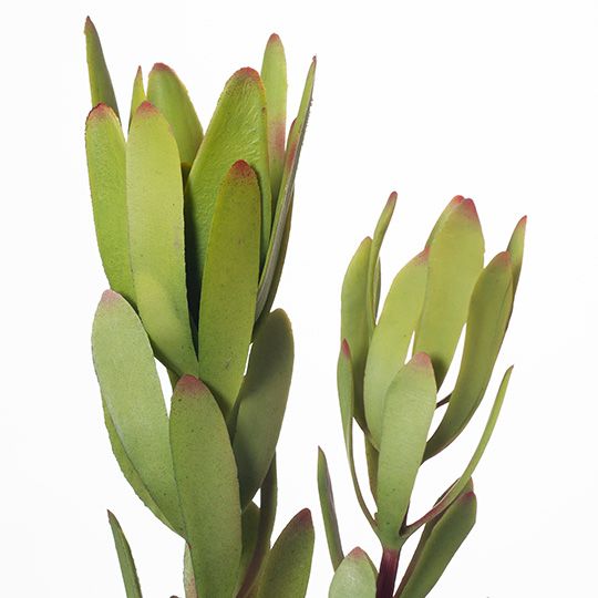 12 x Protea Leucadendron Green 81cml (FI8227GR)