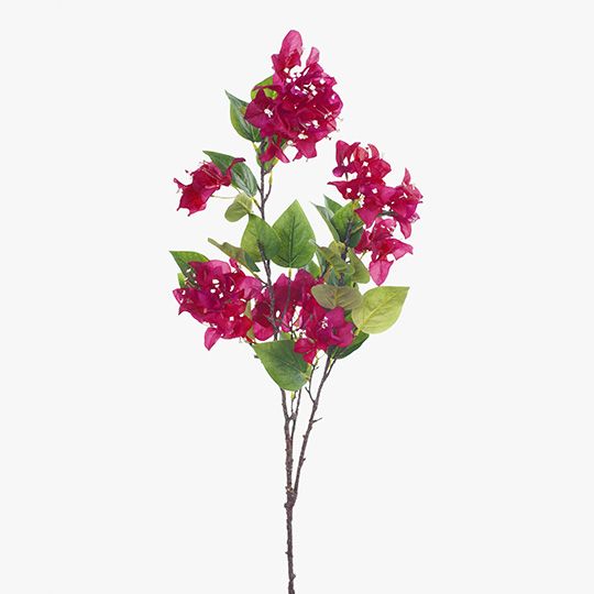 12 x Bougainvillea Fuschia 105cml (FI8401FU)