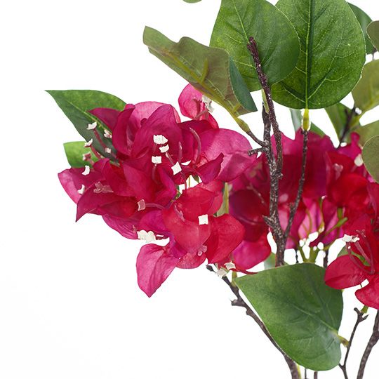 12 x Bougainvillea Fuschia 105cml (FI8401FU)