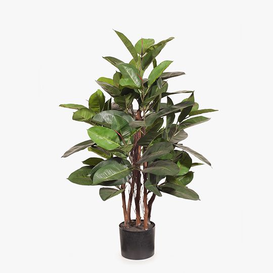 2 x Rubber Tree, Green 100cmh (FI8404GR)