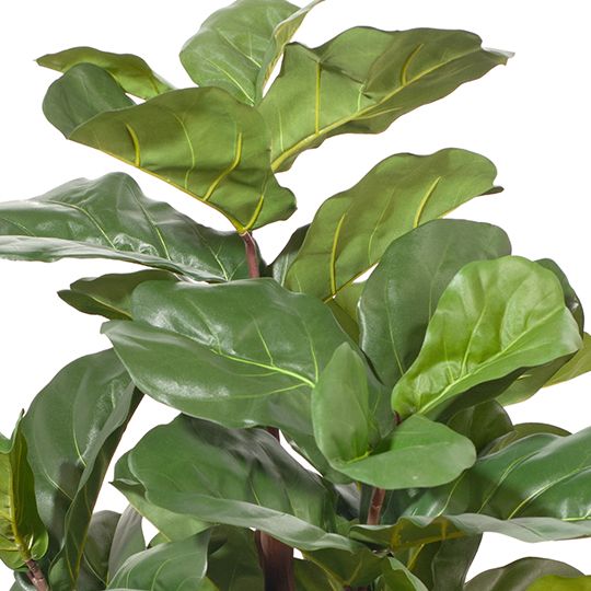 2 x Fiddle Leaf Tree, Green 120cmh (FI8480GR)