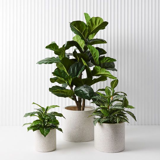 2 x Fiddle Leaf Tree, Green 120cmh (FI8480GR)