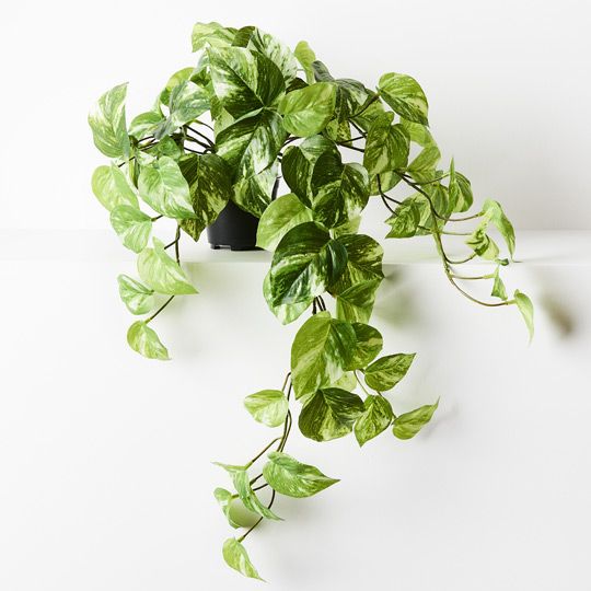 4 x Pothos Marble Hanging Bush in Pot, Variegated 64cml ... (FI8485VG)