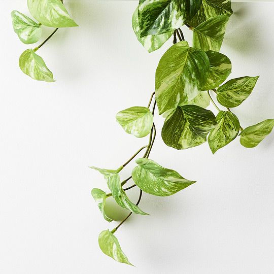 4 x Pothos Marble Hanging Bush in Pot, Variegated 64cml ... (FI8485VG)