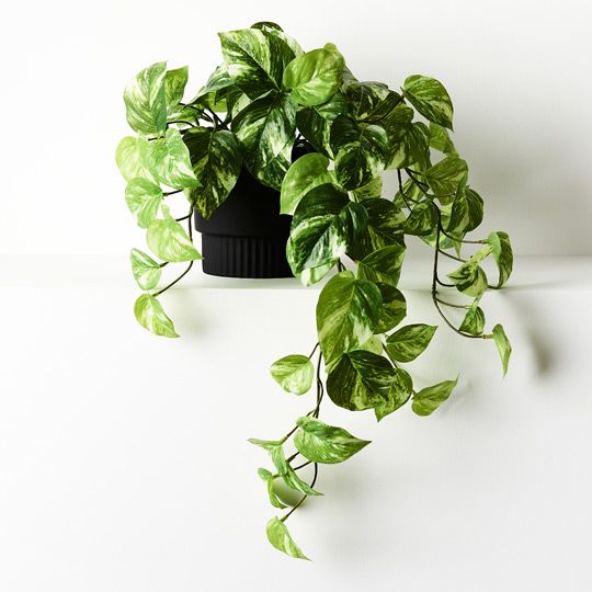 4 x Pothos Marble Hanging Bush in Pot, Variegated 64cml ... (FI8485VG)