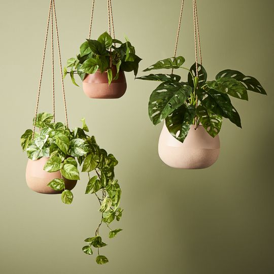 4 x Pothos Marble Hanging Bush in Pot, Variegated 64cml ... (FI8485VG)