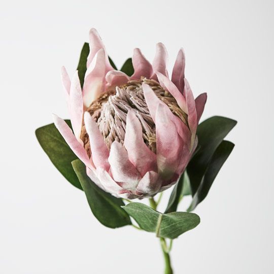 12 x Protea King Light Pink 73cml (FI8494LP)