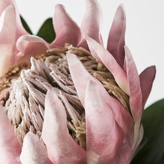 12 x Protea King Light Pink 73cml (FI8494LP)