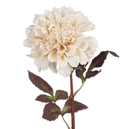 12 x Dahlia Ivory 57cml (FI8063IV)