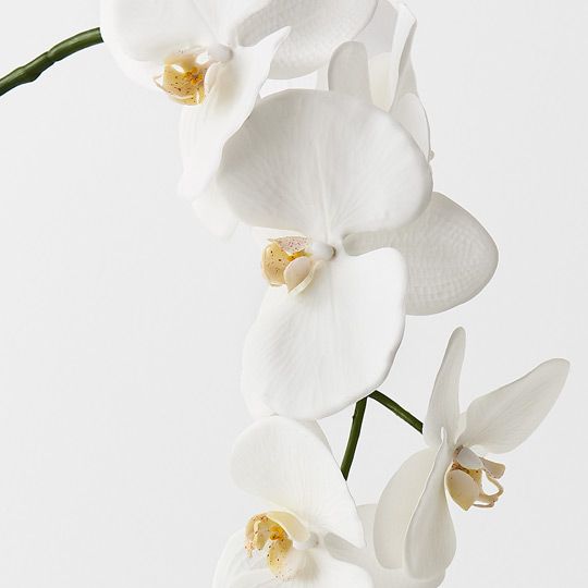 12 x Orchid Phalaenopsis Spray White 102cml (FI4838WH)