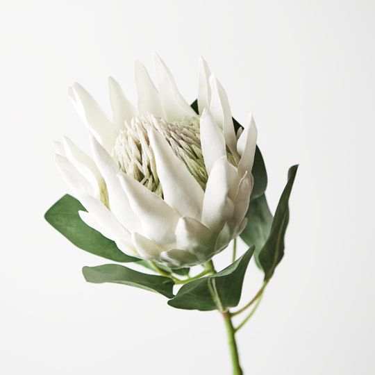 12 x Protea King White 73cml (FI8494WH)