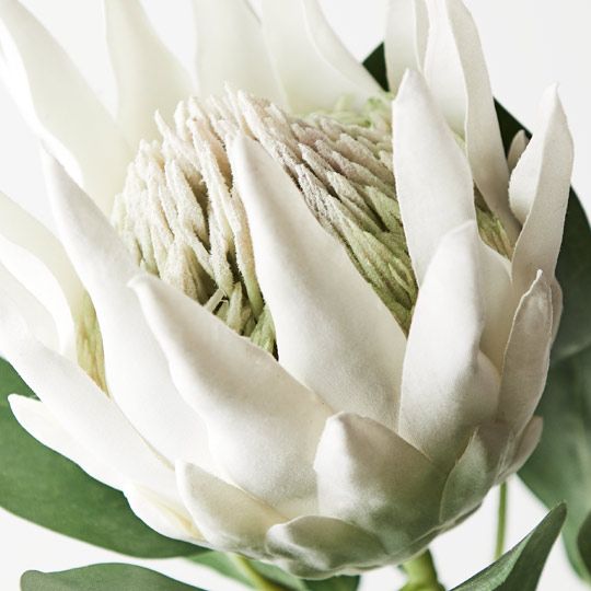 12 x Protea King White 73cml (FI8494WH)