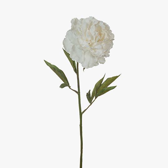 12 x Peony White 70cml (FI6765WH)