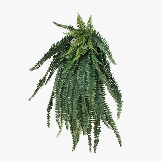 2 x Fern Boston Hanging Bush Green 121cml (FI6767GR)