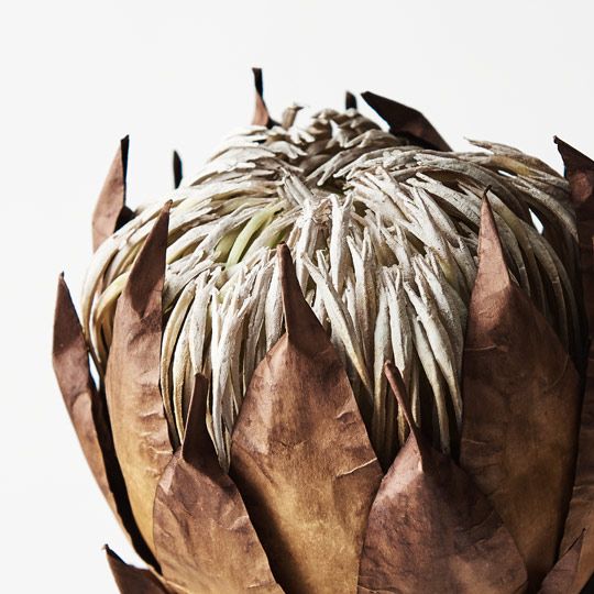 12 x Protea King Brown 54cml (FI8634BR)