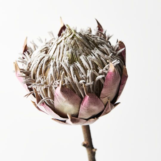 12 x Protea King Mauve 66cml (FI8635MV)