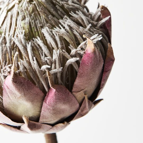 12 x Protea King Mauve 66cml (FI8635MV)