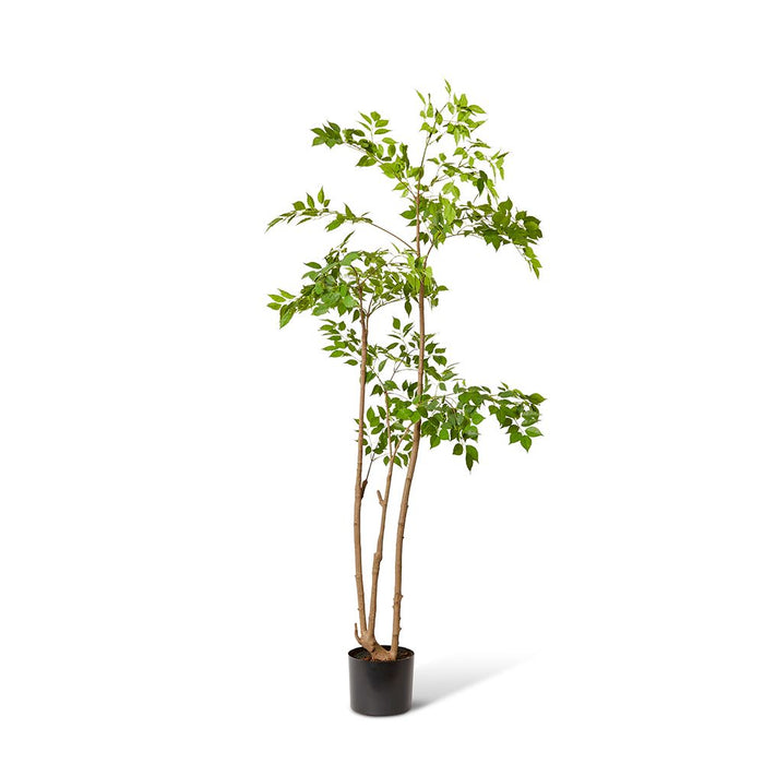 China Doll Tree - Green, 205cm (H)