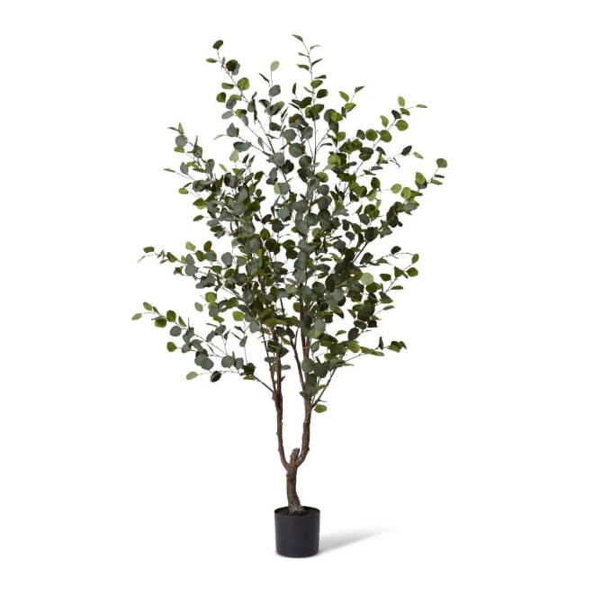 Eucalyptus Tree - Green, 210cm (H)