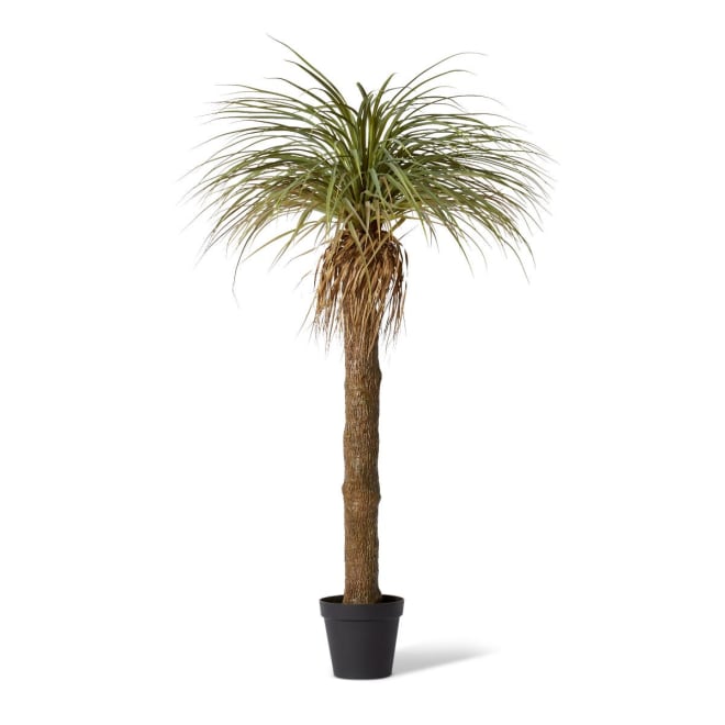 Yucca Grass Tree - Green, 183cm (H)