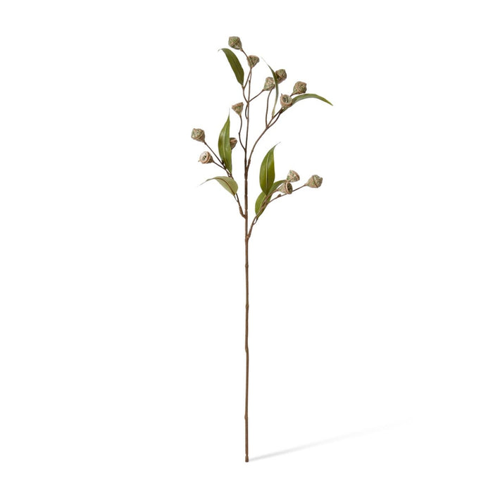 Eucalyptus Gum Nut Stem Pack of 12 - Grey Green, 72cm (H)