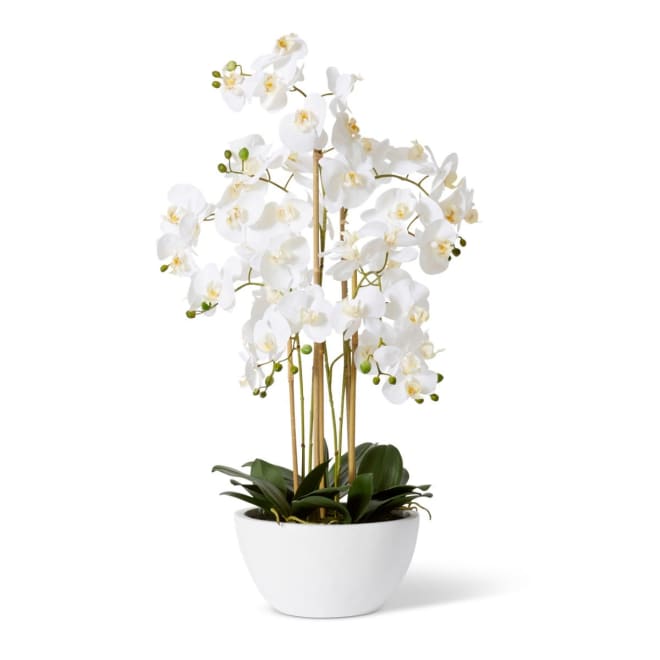 Phalaenopsis Curved Bowl - White/White, 70cm (H)
