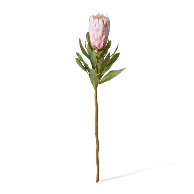 Protea Grand Stem Pack Of 12 - Pink, 65cm (H)