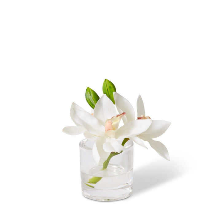 Cymbidium Orchid in Vase - White, 15cm (H)
