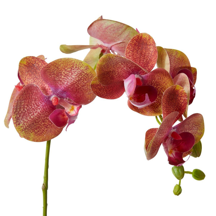 Phalaenopsis Orchid Stem Pack of 12 - Green/Burgundy, 55cm (H)