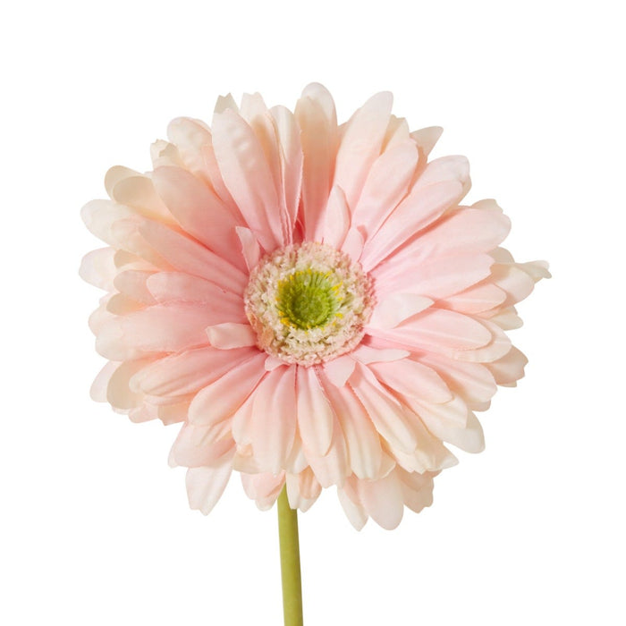 Gerbera Daisy Stem Pack Of 12 - Soft Pink, 53cm (H)