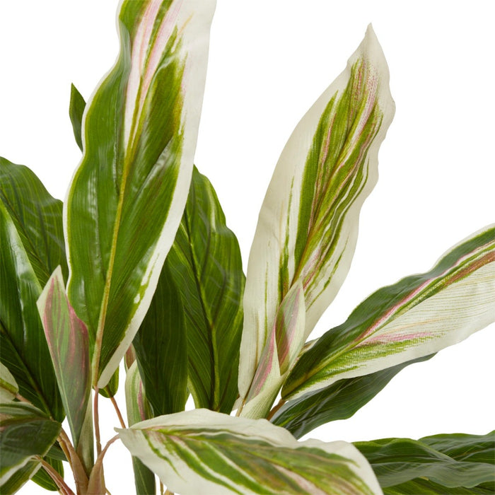 Cordyline Potted - Green Pink, 71cm (H)