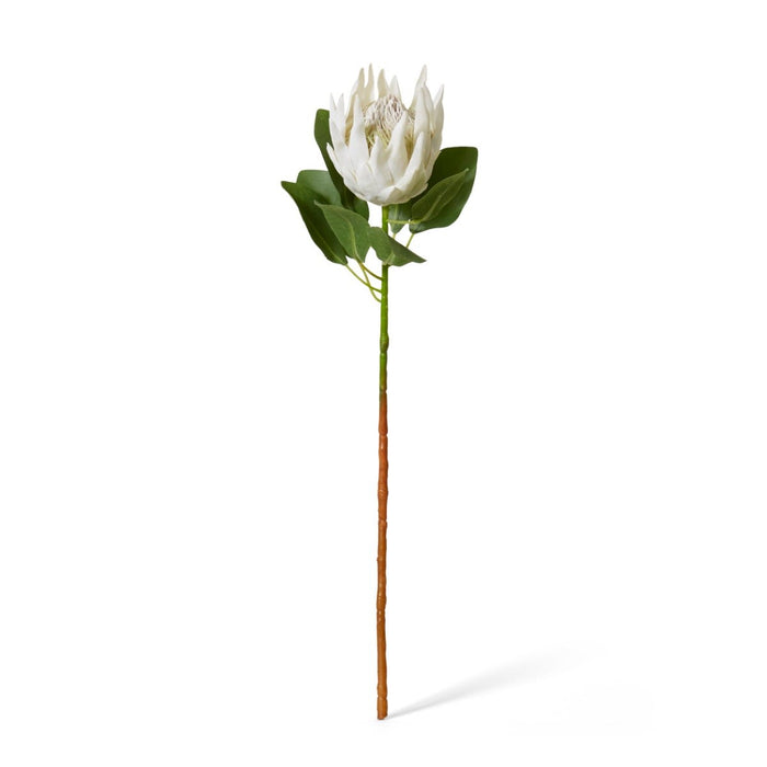Protea King Stem Pack of 12 - Off White, 74cm (H)
