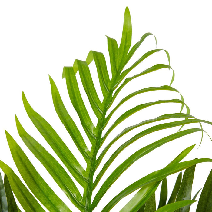 Palm Areca - Green, 55cm (H)