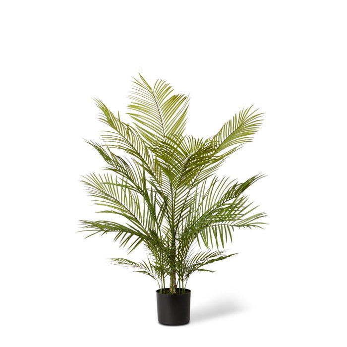 Phoenix Palm Potted - Green, 120cm (H)